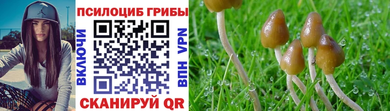 Купить  Грайворон  Псилоцибиновые грибы Psilocybe 
